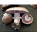 Мицелий Шампиньона портобелло (Agaricus portobello)